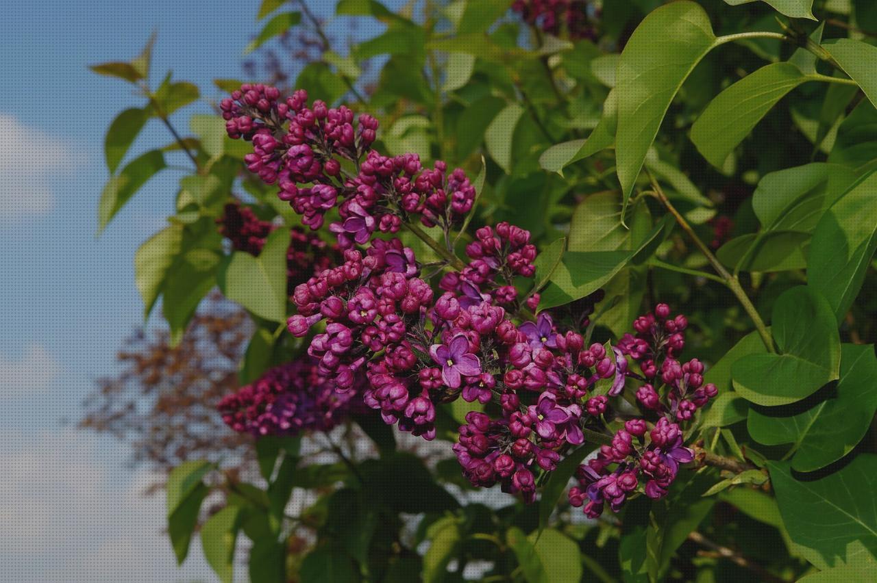 ¿Dónde poder comprar vaso de disfagia cabestrillo velour amputacion supramaleolar jeringuilla 100ml?