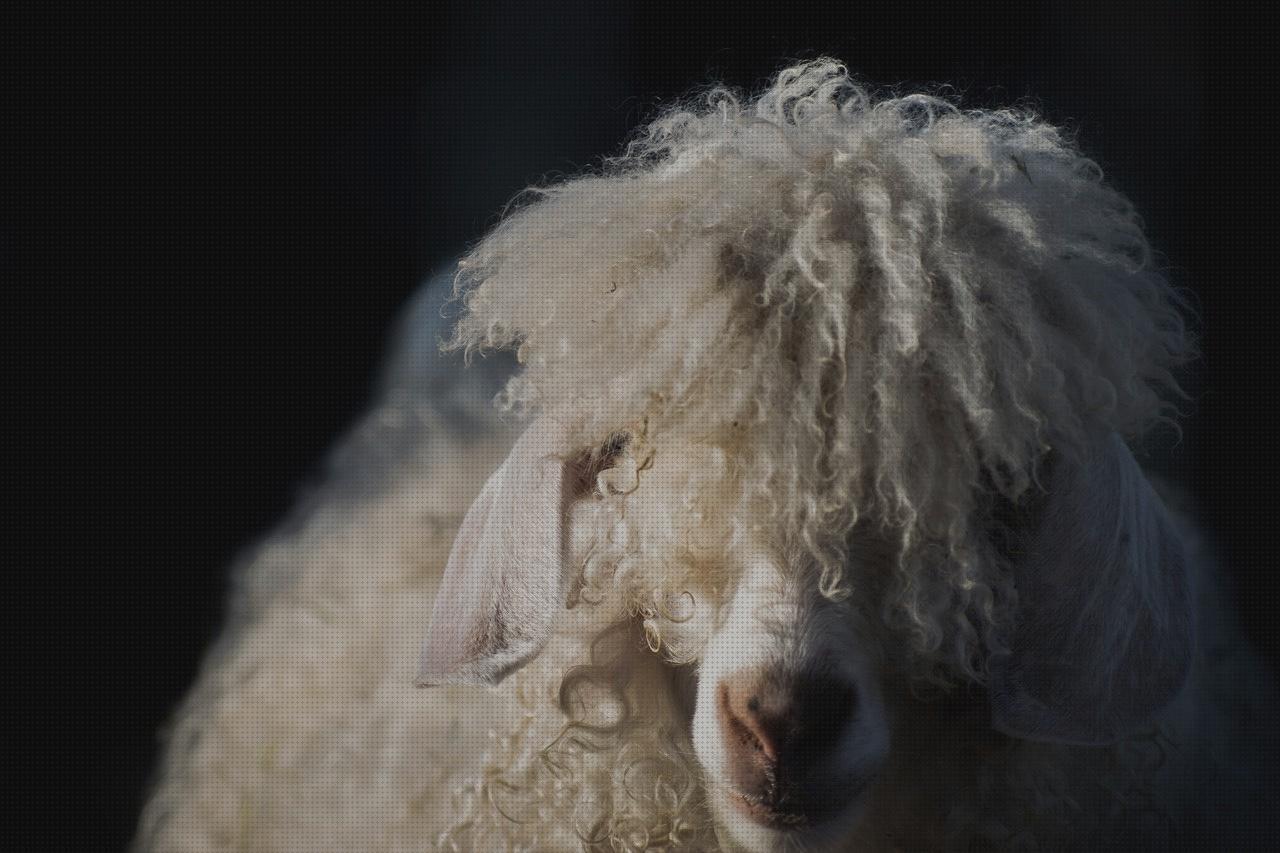 Las mejores marcas de angora lana amputacion supramaleolar adductor hernia lana angora