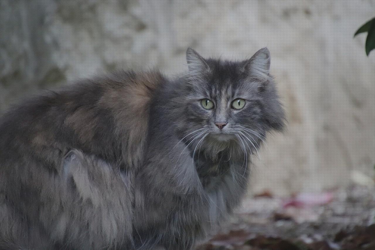 Las mejores angora lana amputacion supramaleolar adductor hernia lana angora