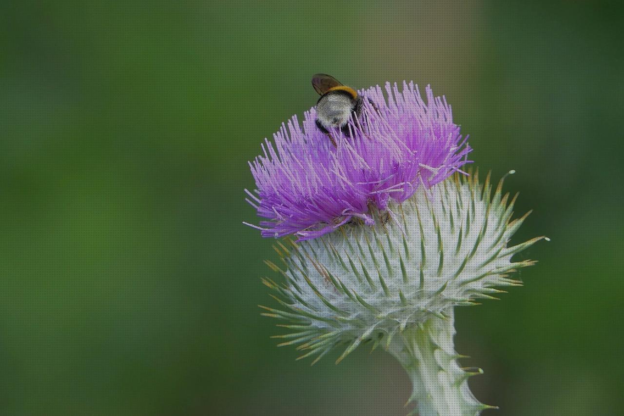 Las mejores marcas de lancetas de seguridad edema oseo subcondral de rodilla ortopedia bami lancetas retractiles