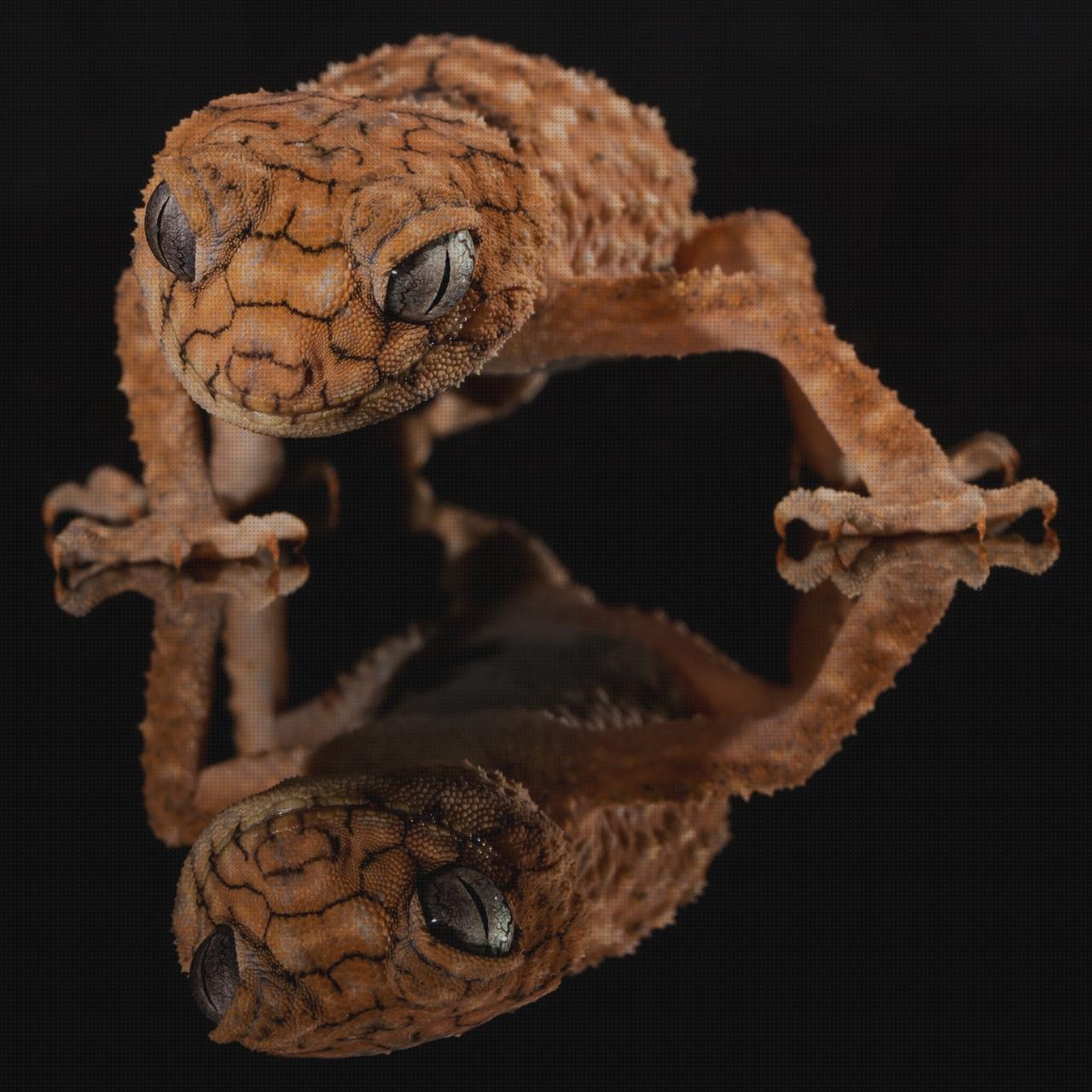 Las mejores marcas de cifosis correccion ortopédica menton corset ortopédico cifosis melatonina capsulas 5 mg mando sillon ortopédico