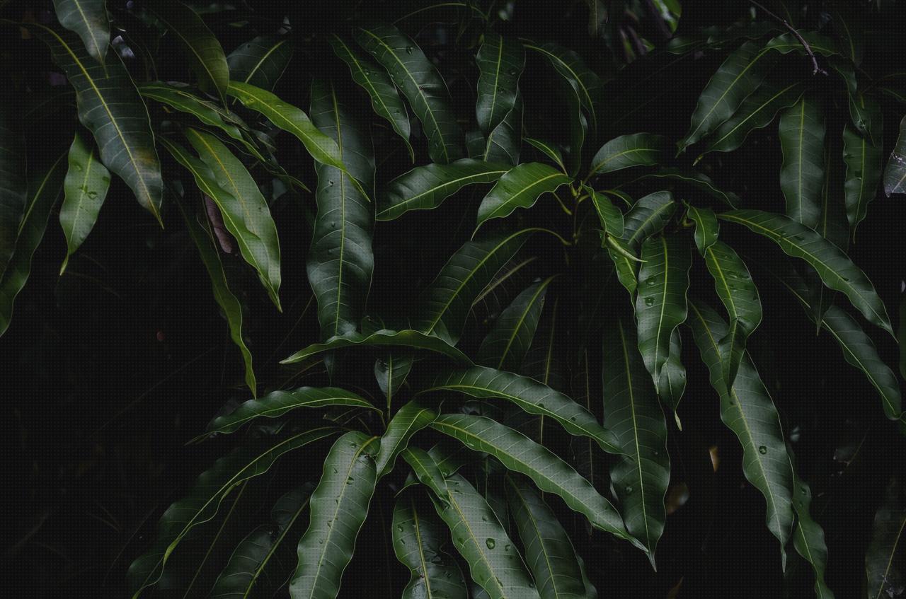 Las mejores marcas de mango andador melatonina capsulas 5 mg colageno hidrolizado capsulas mango laringoscopio