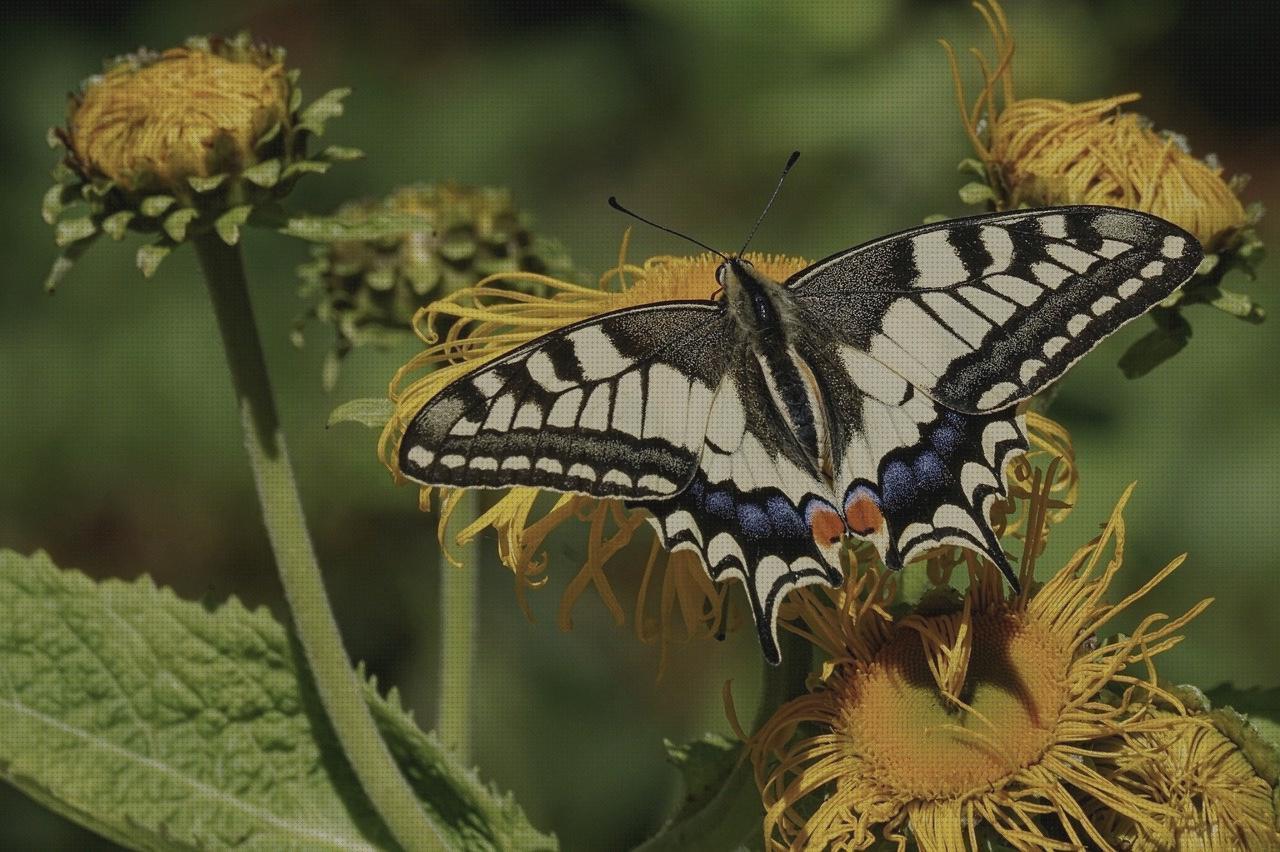15 Mejores mariposas intravenosa