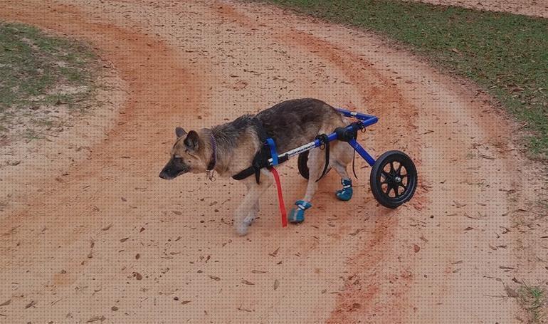 Opiniones de los 25 mejores Materiales Para Sillas De Ruedas Para Perros