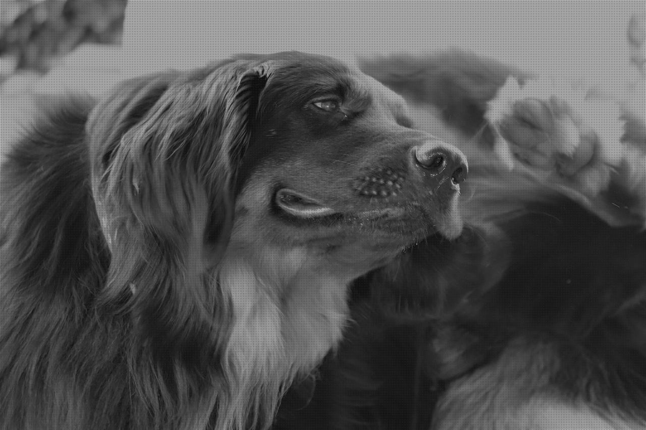 Review de los 8 mejores oidos ceras negras