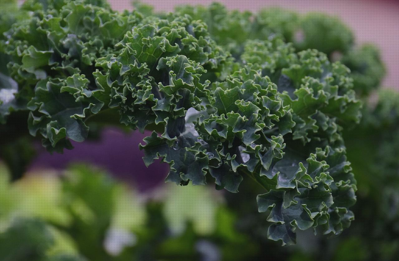 ¿Dónde poder comprar opti fibre digiflex residencia fortuny albors oligoelementos quelados?