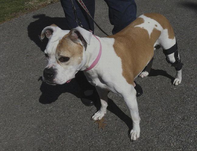 Las 16 Mejores Ortesis Articuladas De Rodillas Para Perros