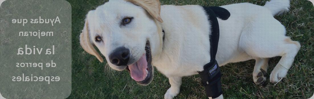 Review de ortesis canina carpo esguince
