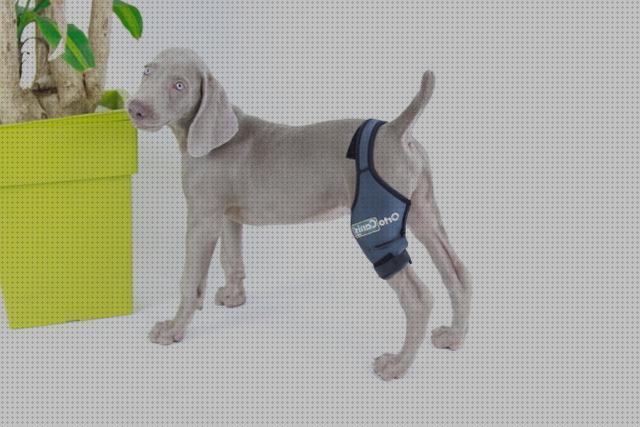 ¿Dónde poder comprar caninas ortesis canina?