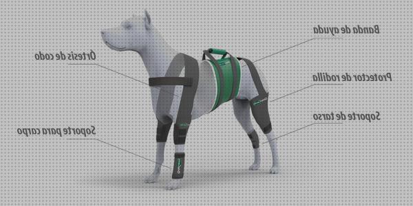 Las mejores marcas de caninas ortesis canina carpo esguince
