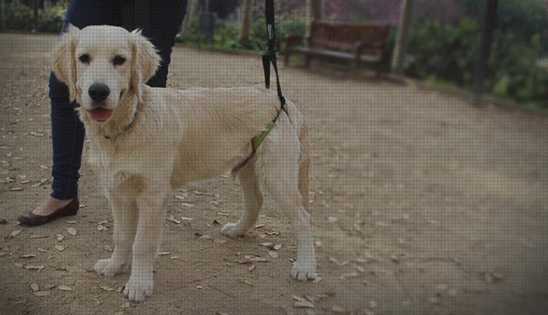 Las mejores 11 Ortesis Para Patas De Perros Con Artrosis