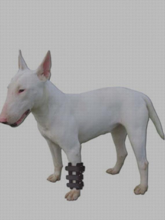 Las 14 Mejores Ortesis Para Perros Carpos