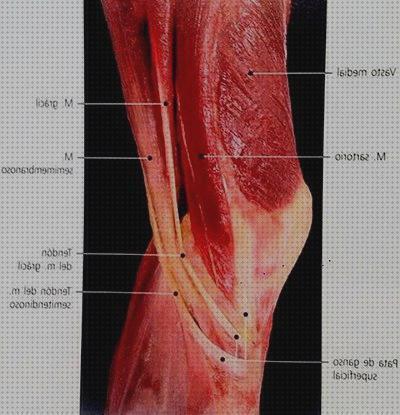 Las mejores marcas de patas ortesis pata de ganso