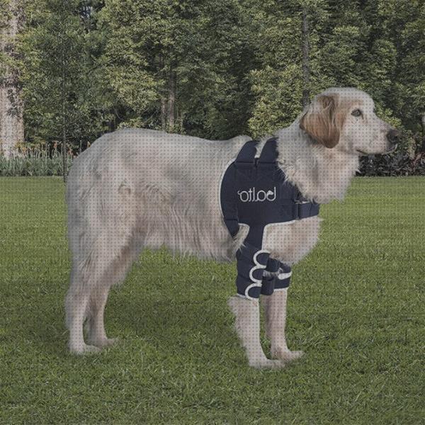 Análisis de las 15 mejores Ortesis Para Perros Henry