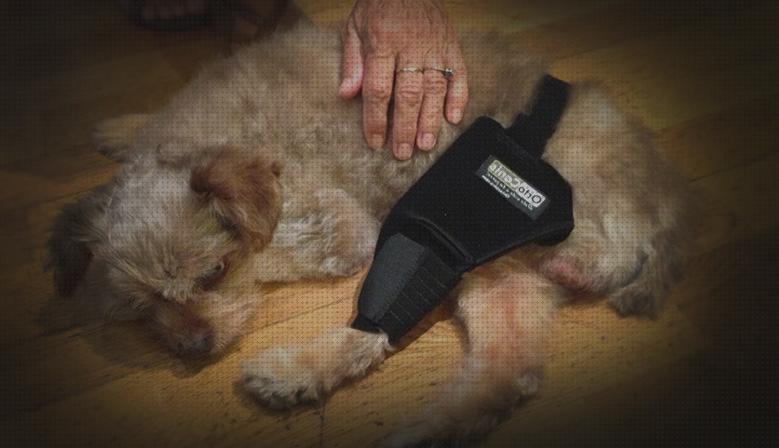 ¿Dónde poder comprar rodillas ortesis ortesis rodilla perro?