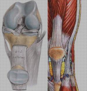 Las mejores marcas de tendon ortesis ortesis rotura tendon rotulina
