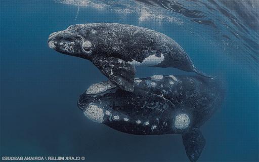Las mejores ballenas ortesis tradcional con ballenas