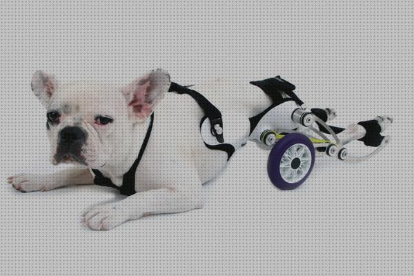 Análisis de los 22 mejores Ortocanis Sillas De Ruedas Para Perros