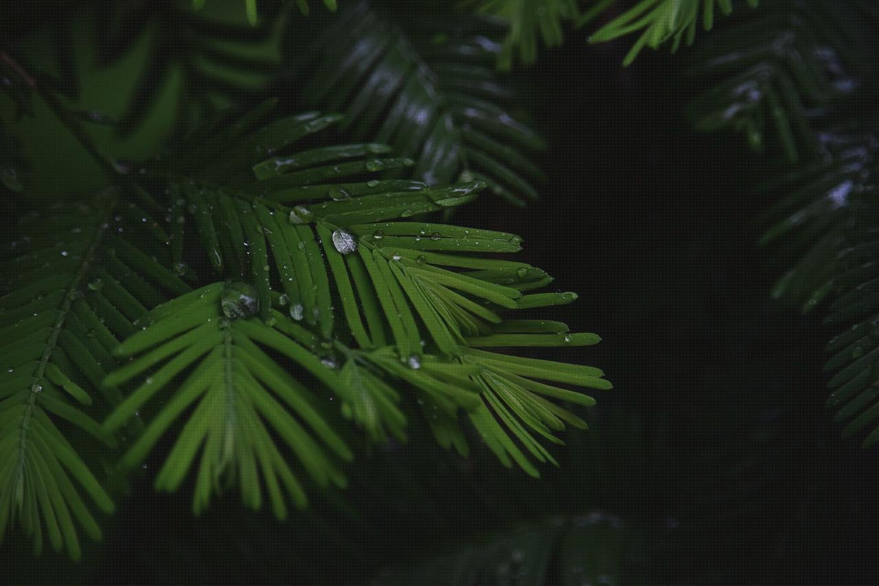 Las mejores marcas de pantallas ortopédicas colchoin ortopédico freedog rojo colchon ortopédico freedog rojo pantalla de protección facial dental