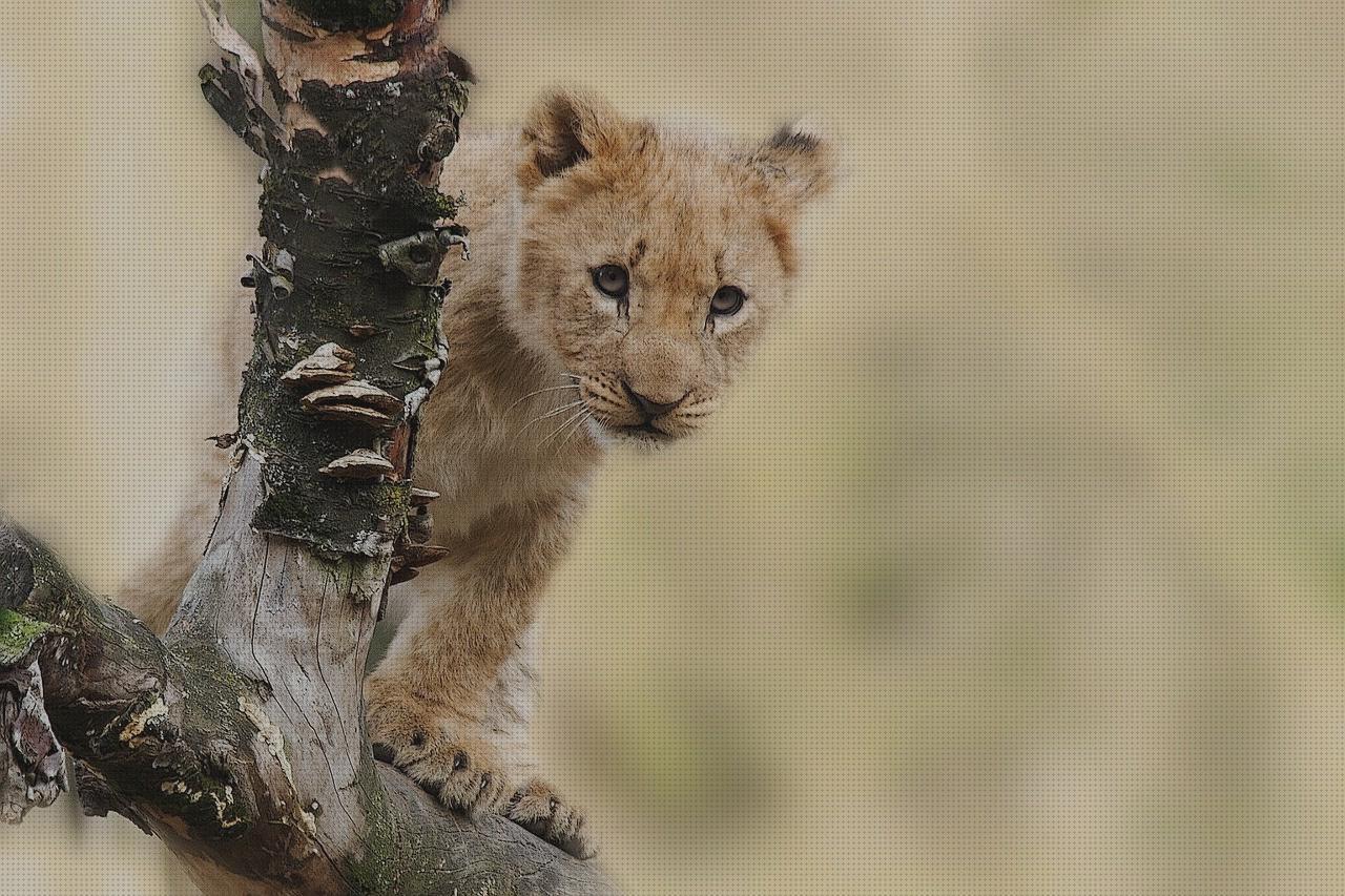 ¿Dónde poder comprar panthera panthera cabestrillo velour amputacion supramaleolar panthera helmet?