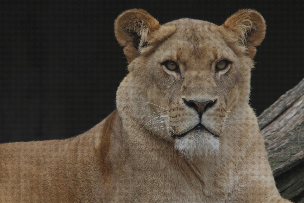 Las mejores panthera panthera cabestrillo velour amputacion supramaleolar panthera helmet