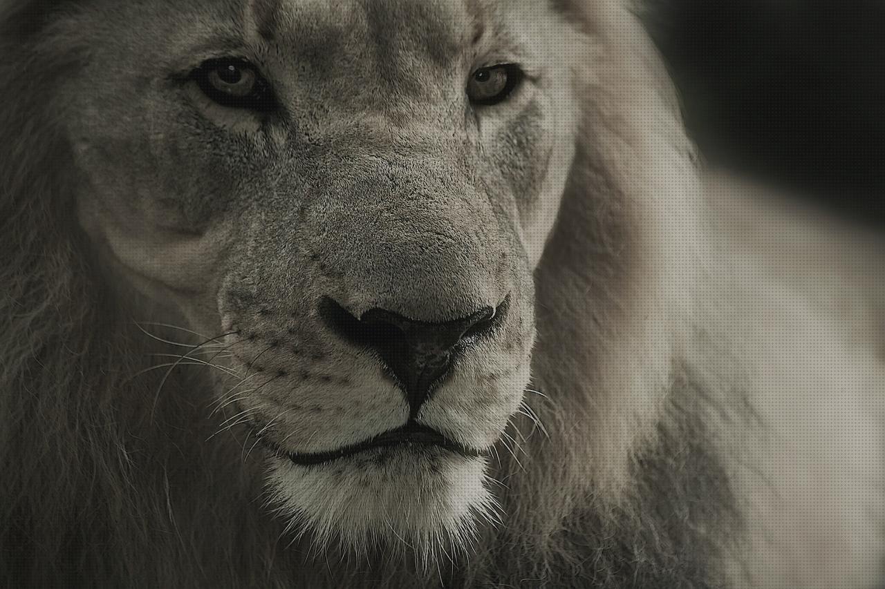 Review de panthera helmet