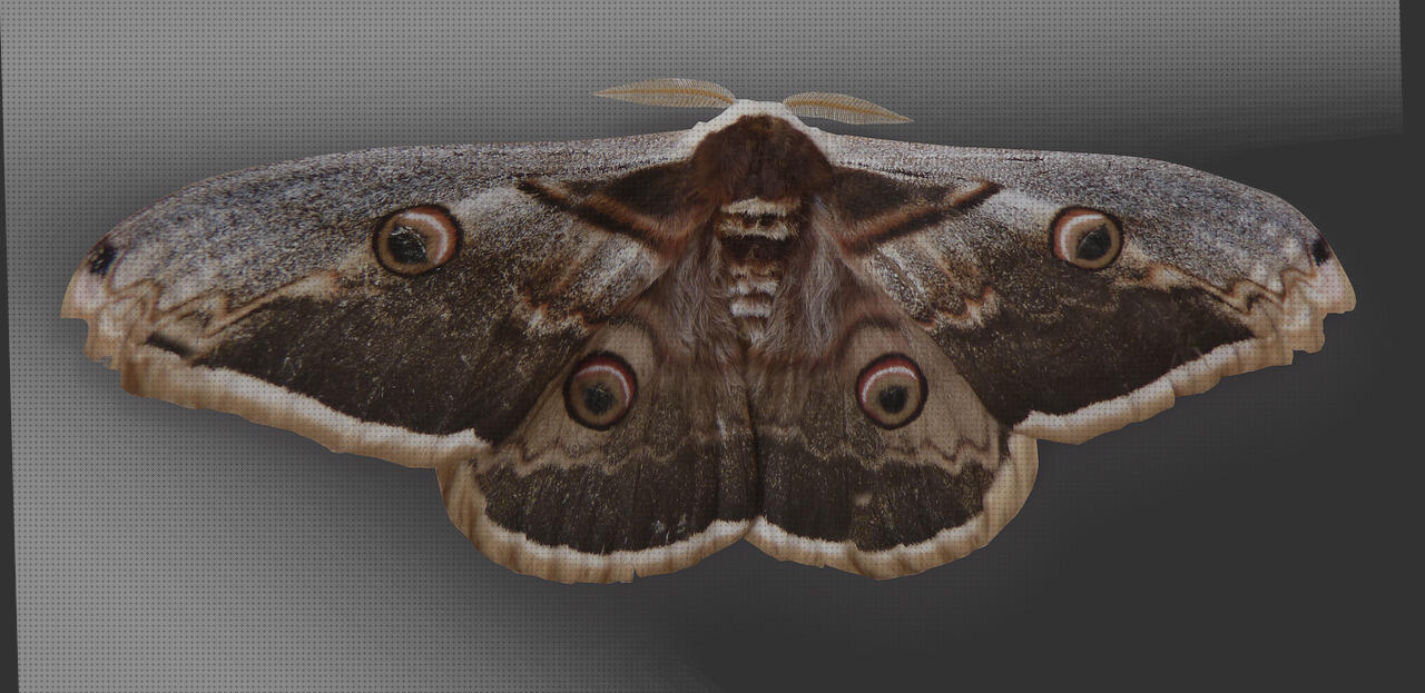 Review de pao ortopedia