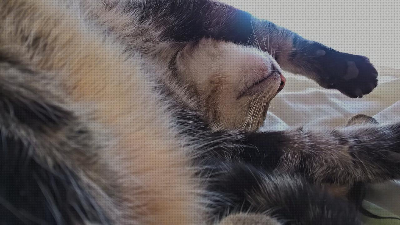 Las mejores patas de andador patas cama articulada