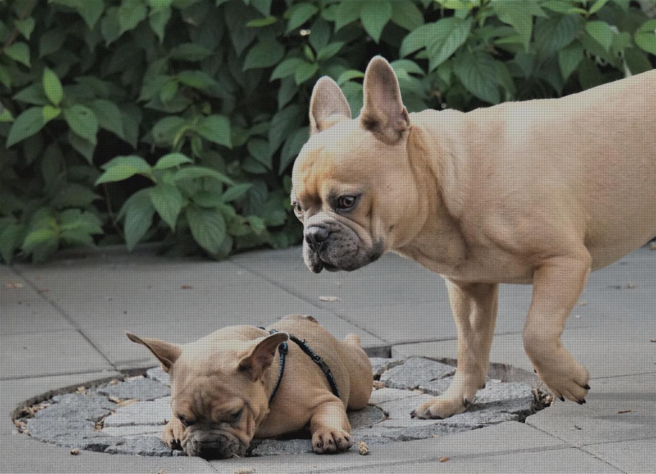 Las mejores patas de andador patas delanteras ortopédicas perro