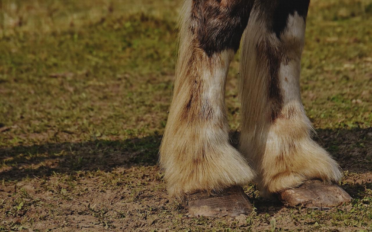 Análisis de las 23 mejores Patas Delanteras Ortopédicas Para Perros