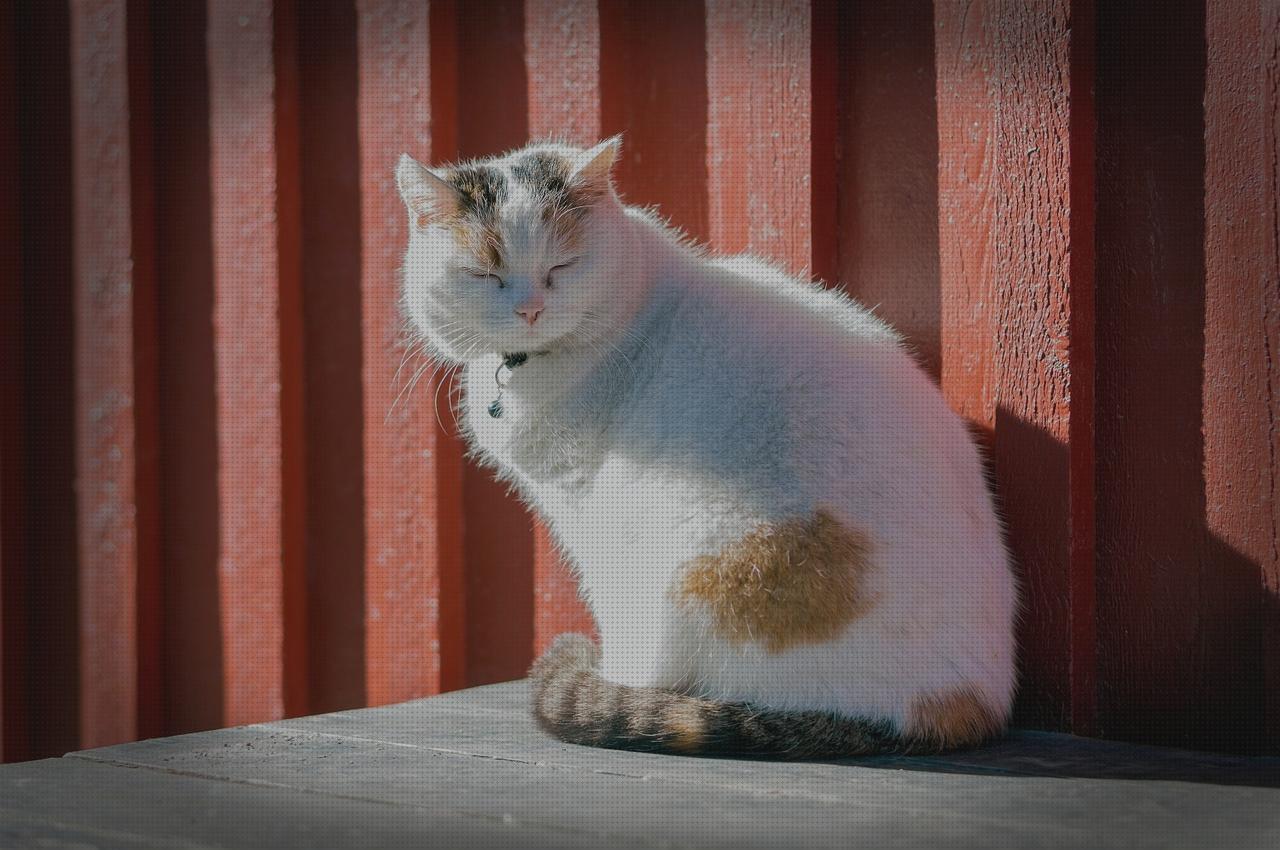 Las mejores patas de andador patas mesa regulables
