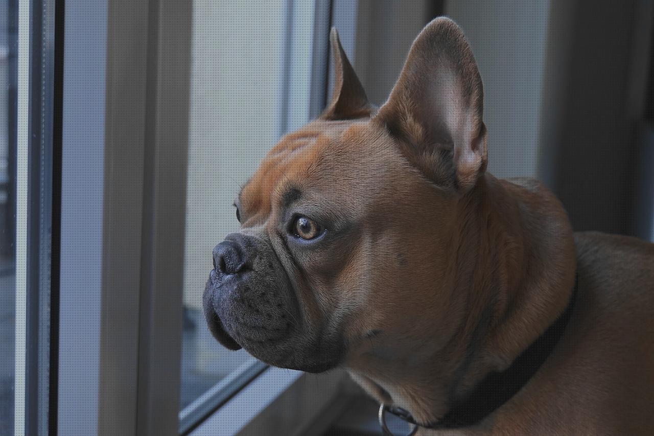 ¿Dónde poder comprar peluche andador bisturi n 23 bisturi quirurgico peluche perro andador?