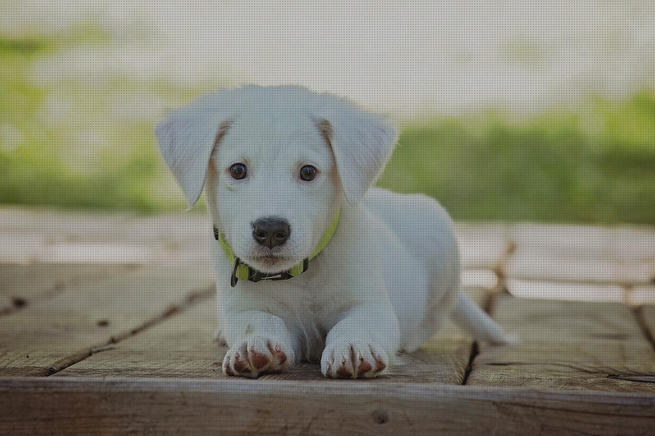 Las mejores marcas de perrito andador