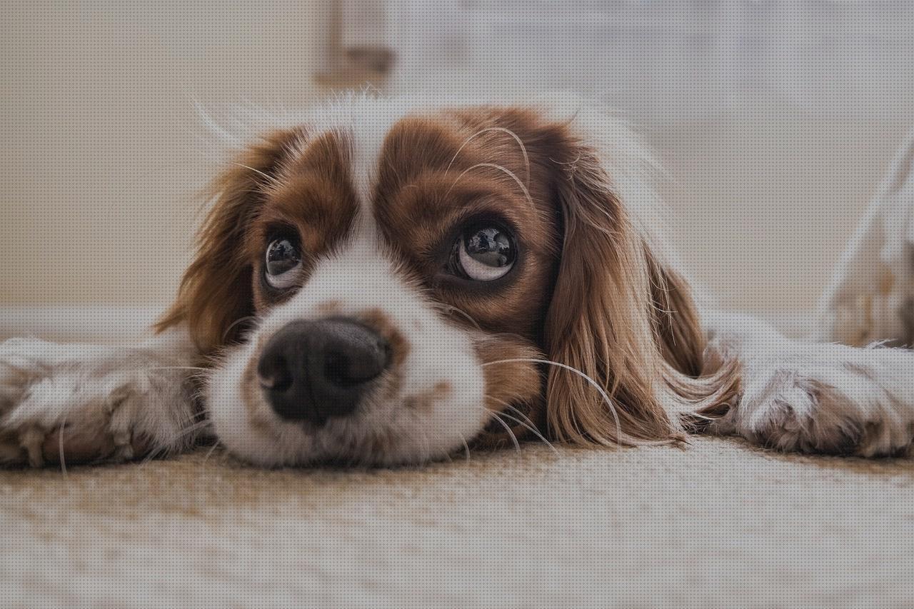 Las mejores perrito andador