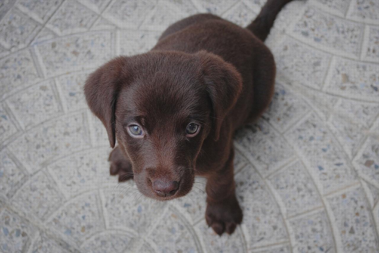 Review de perrito andador