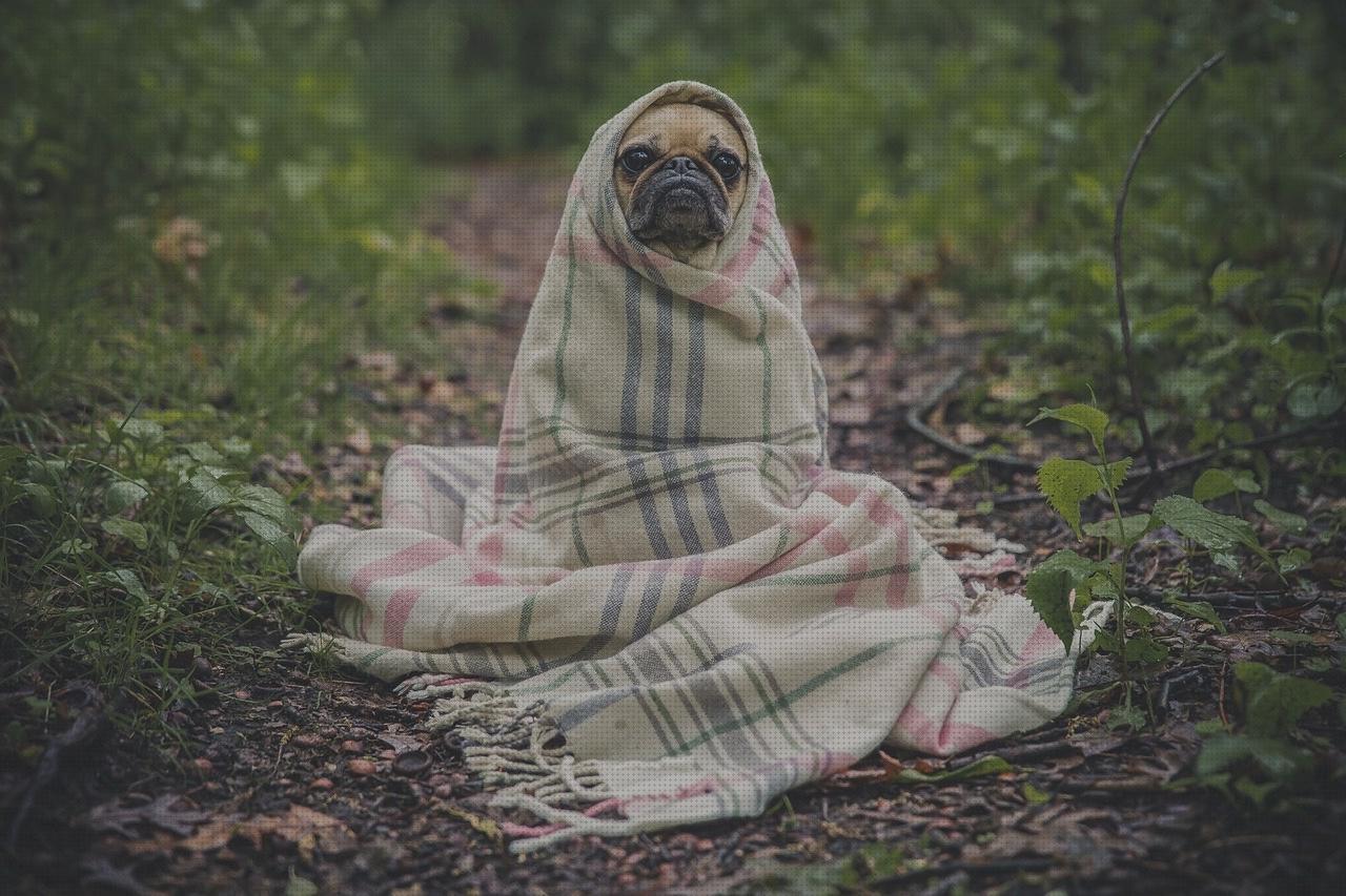 Análisis de los 25 mejores perritos andadores