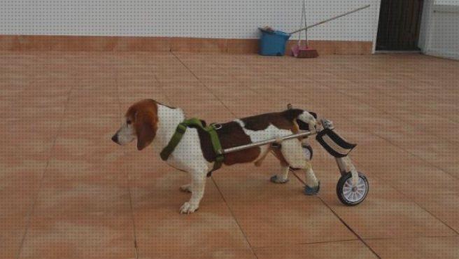 Opiniones de los 21 mejores Perros Invalido Sillas De Ruedas