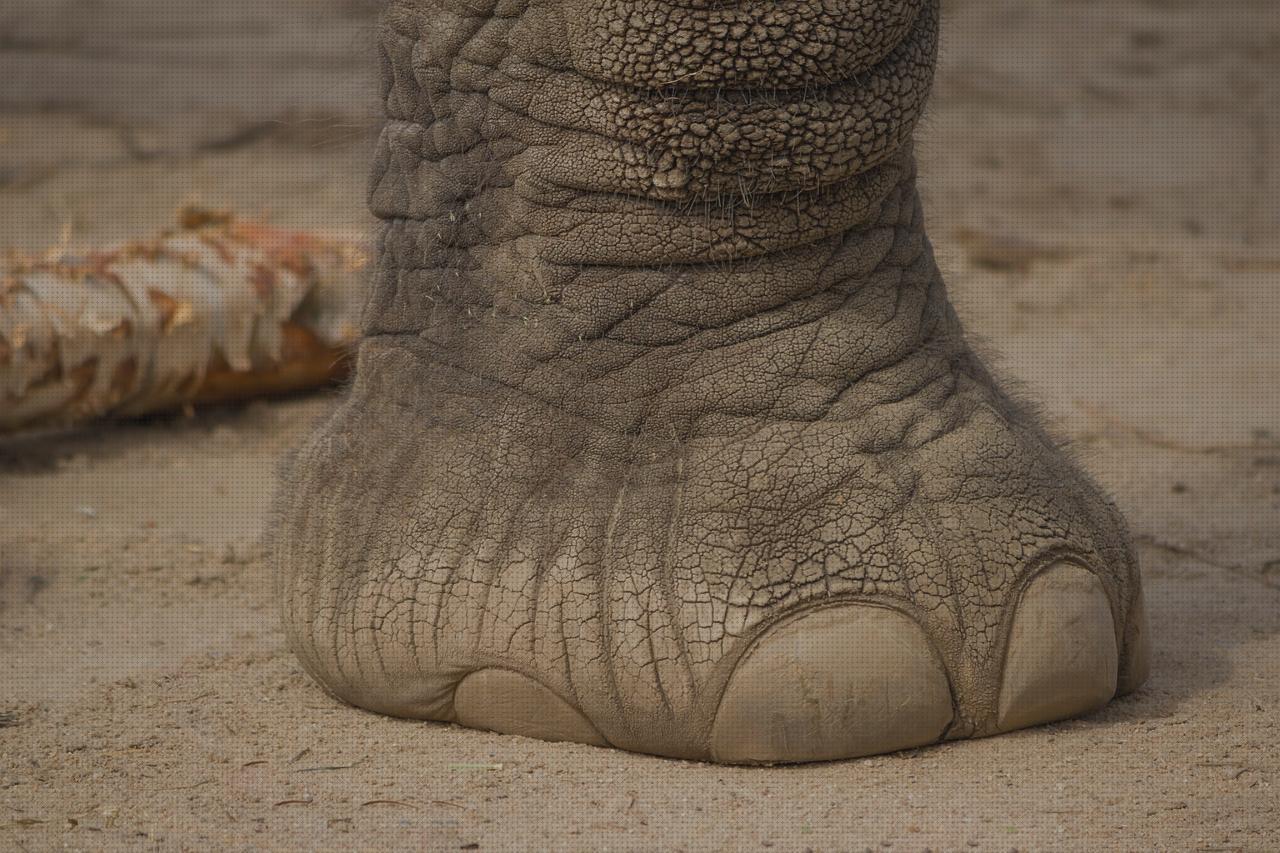 ¿Dónde poder comprar jocca andador pies pie de elefante taburete?