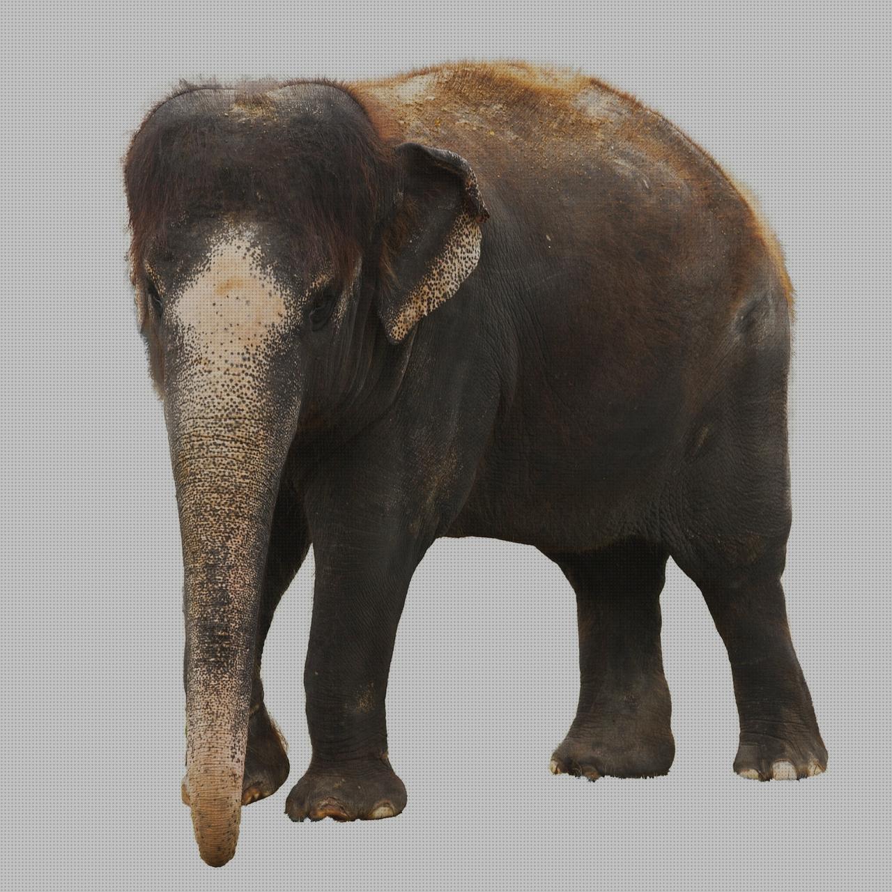 Las mejores marcas de jocca andador pies pie de elefante taburete