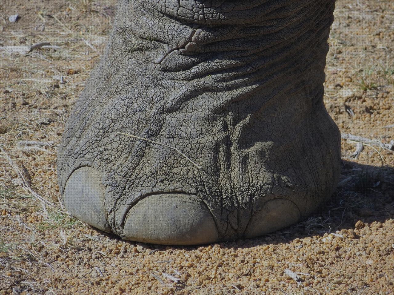 Review de pie de elefante taburete