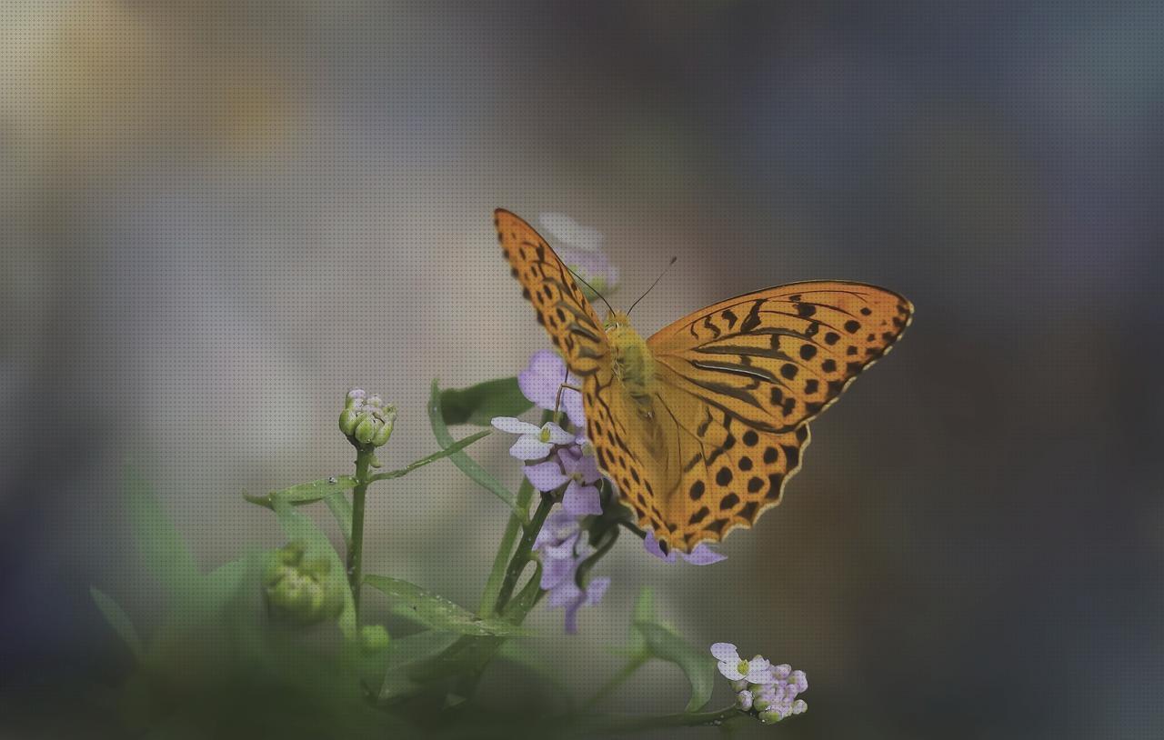 ¿Dónde poder comprar plato ortopédico omron m6 it comfort toma presión digital de brazo omron hem 7120 plato con ventosa?