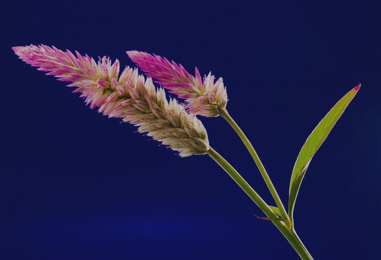 Las mejores marcas de plato ortopédico omron m6 it comfort toma presión digital de brazo omron hem 7120 plato con ventosa