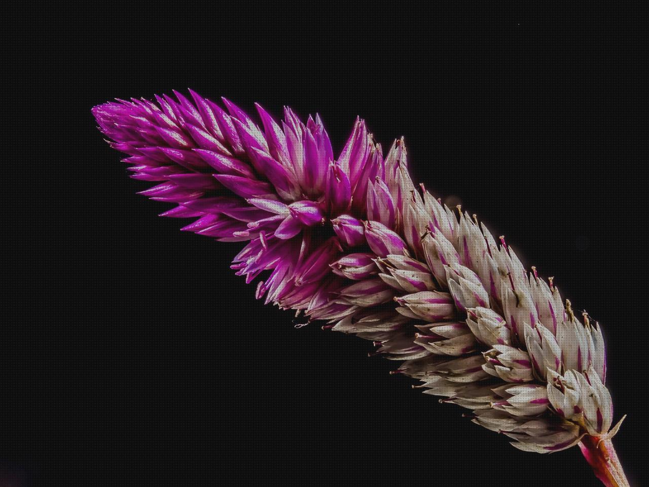 Las mejores plato ortopédico omron m6 it comfort toma presión digital de brazo omron hem 7120 plato con ventosa