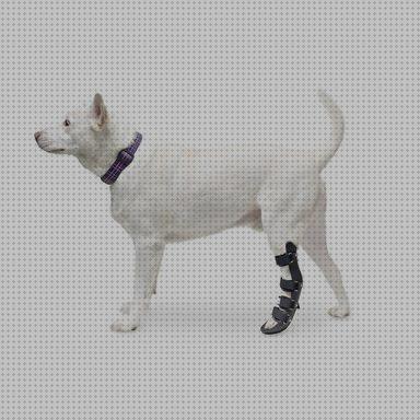 Las mejores perros ortopedicos productos ortopedicos para perros