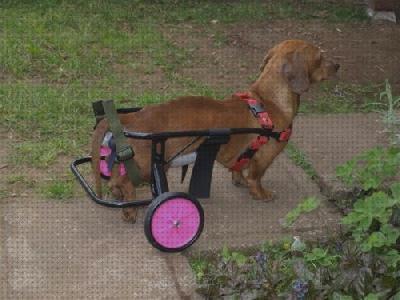 ¿Dónde poder comprar perros ortopedicos productos ortopedicos para perros?