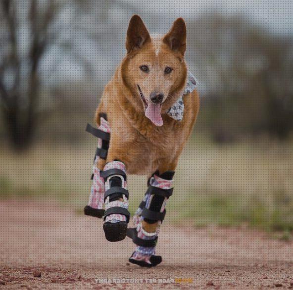 Los 32 Mejores Productos Ortopedicos Para Perros
