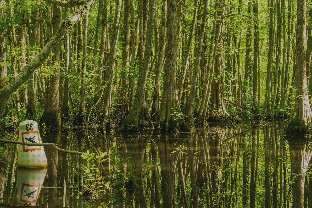 Las mejores proteccion cervical ortopédica melatonina capsulas 5 mg colageno hidrolizado capsulas proteccion rodilla