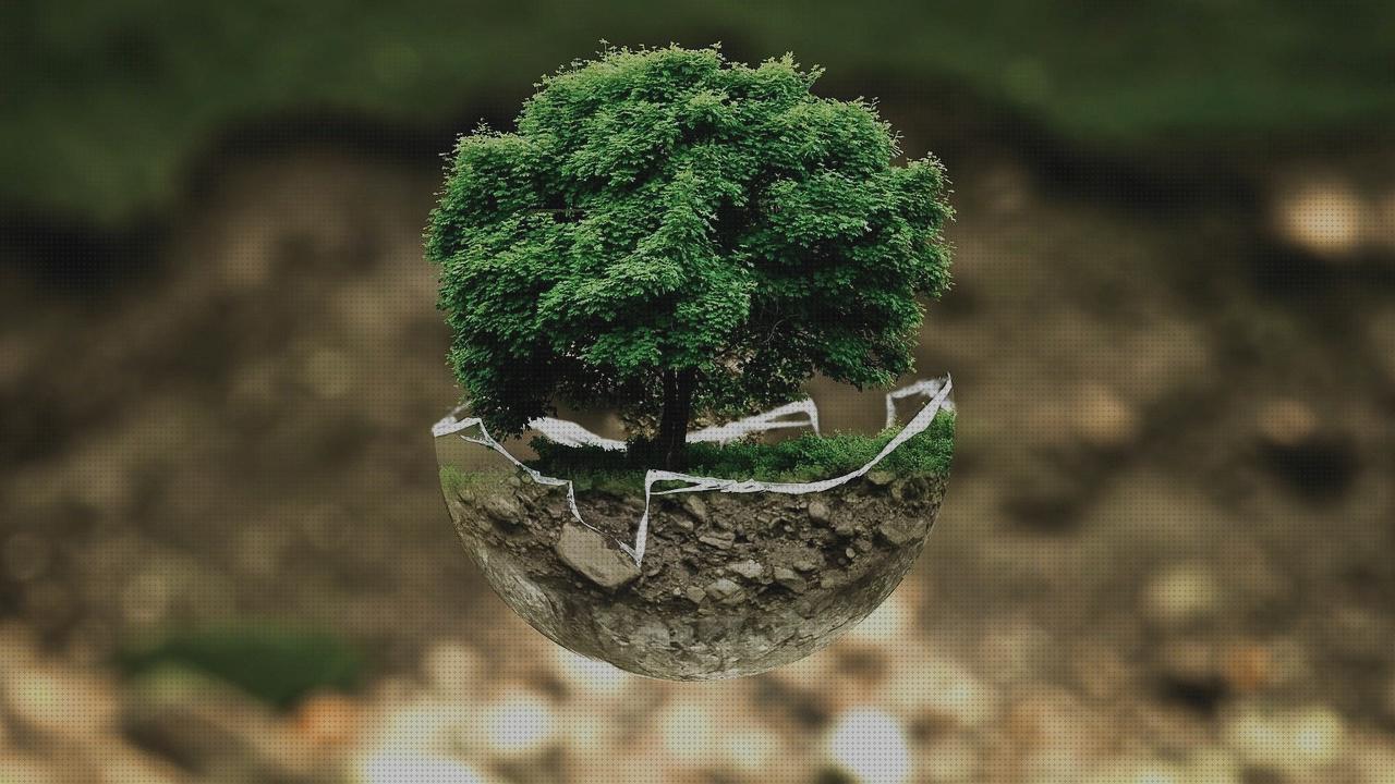 Review de proteccion rotula ortopédica