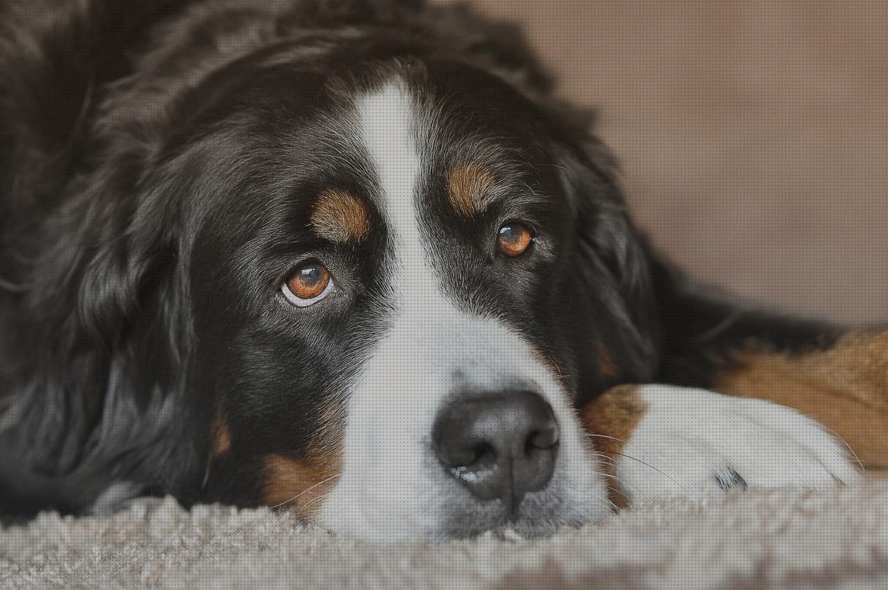Análisis de los 18 mejores Protectores De Las Patas De Los Andadores