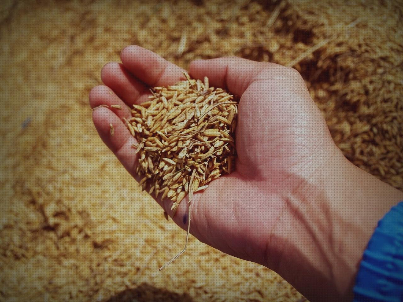 Las mejores colchoin ortopédico freedog rojo colchon ortopédico freedog rojo compresas de esponjear purificador aire uv